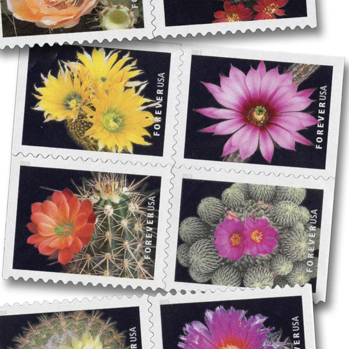 Cactus_Flowers_2019 Cactus_Flowers_2019