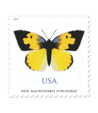 California Dogface 2019