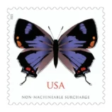 ColoradoHairstreak2021