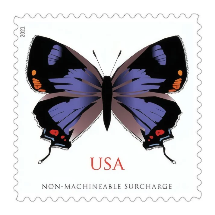 ColoradoHairstreak2021 ColoradoHairstreak2021