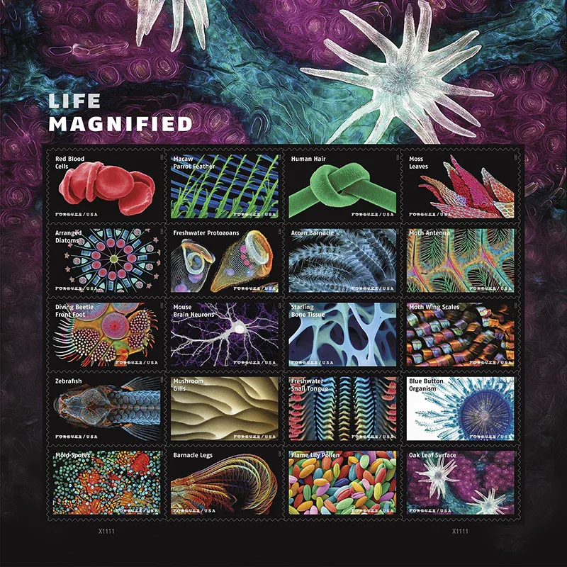 life-magnified life-magnified